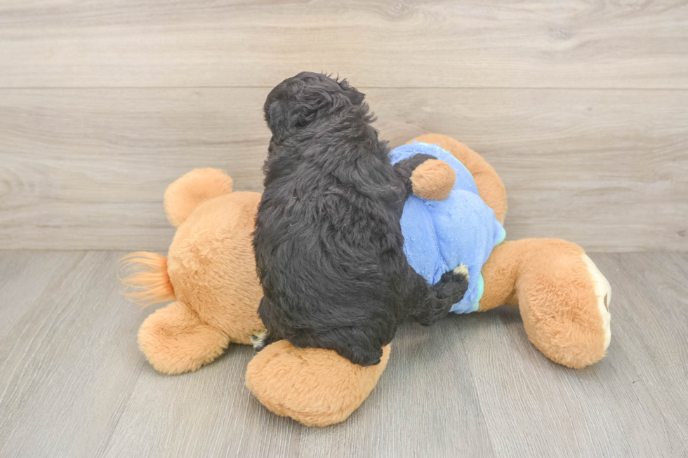 Best Mini Aussiedoodle Baby