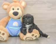 7 week old Mini Aussiedoodle Puppy For Sale - Puppy Love PR