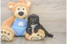 Mini Aussiedoodle Pup Being Cute