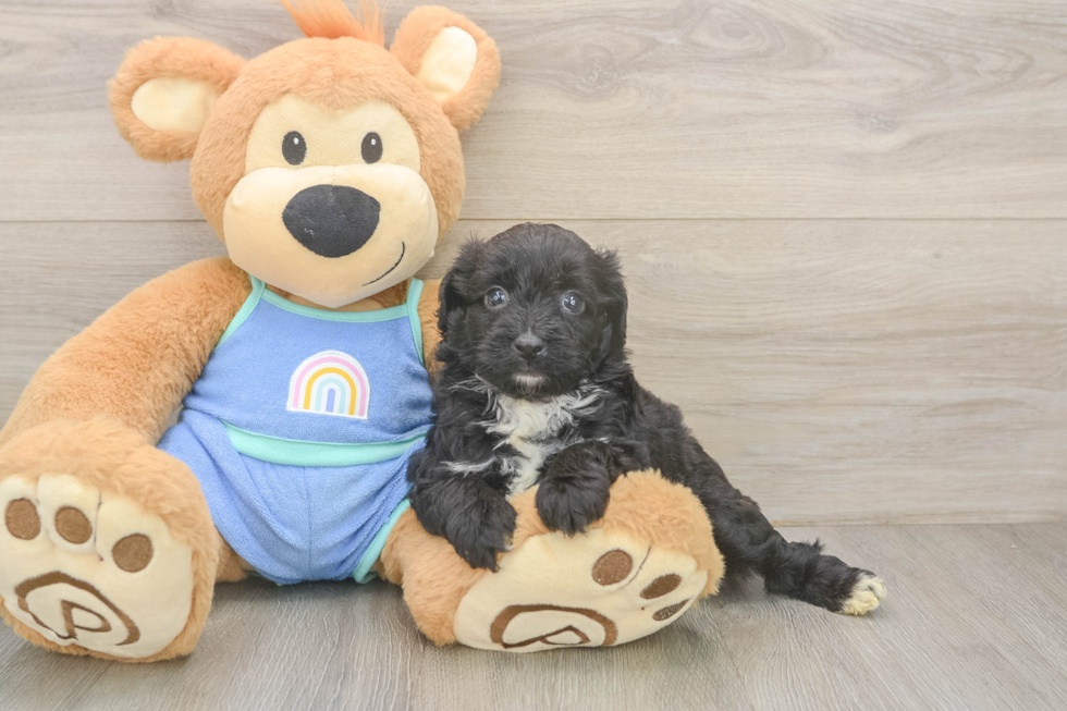 Mini Aussiedoodle Pup Being Cute