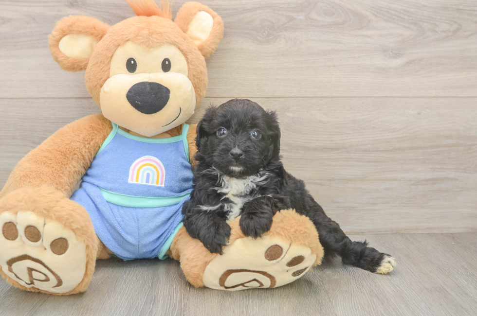 5 week old Mini Aussiedoodle Puppy For Sale - Puppy Love PR