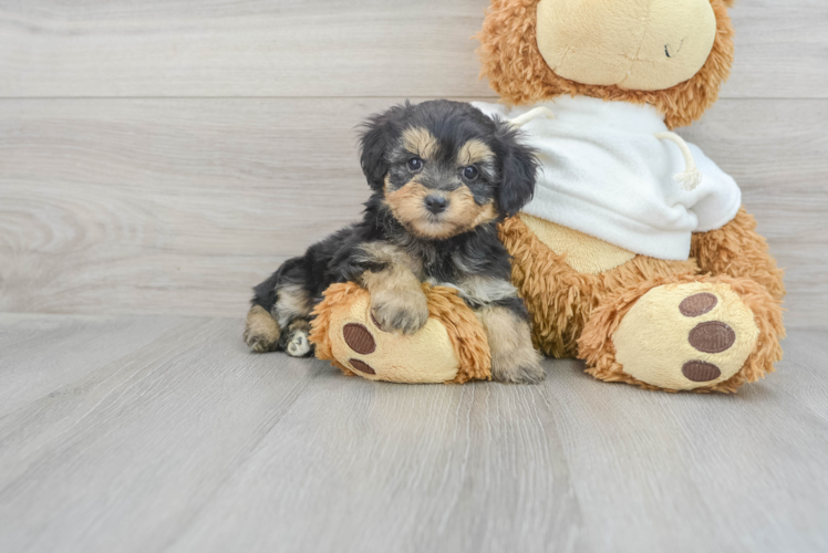 Meet Jules - our Mini Aussiedoodle Puppy Photo 1/3 - Puppy Love PR Best Mini Aussiedoodle Baby