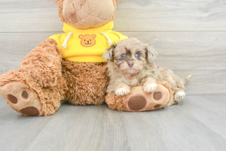 Meet Jules - our Mini Aussiedoodle Puppy Photo 1/3 - Puppy Love PR Popular Mini Aussiedoodle Poodle Mix Pup