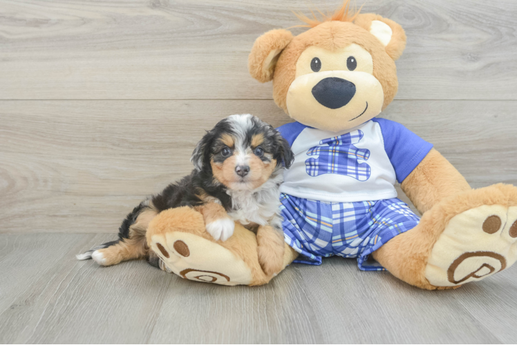 Best Mini Aussiedoodle Baby