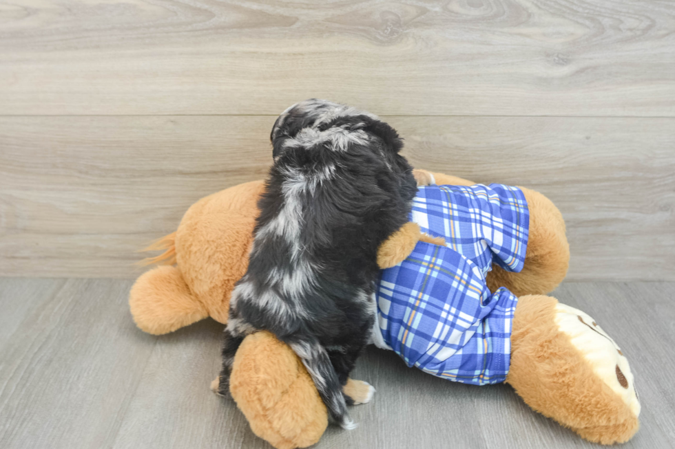 Fluffy Mini Aussiedoodle Poodle Mix Pup