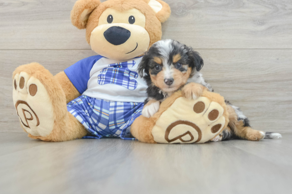 Mini Aussiedoodle Puppy for Adoption