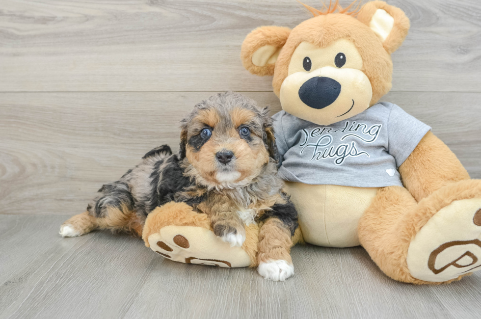 6 week old Mini Aussiedoodle Puppy For Sale - Puppy Love PR