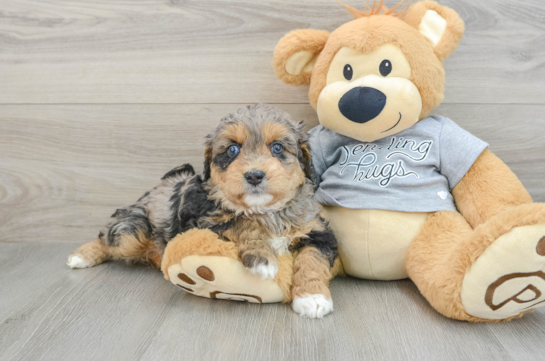 Mini Aussiedoodle Puppy for Adoption