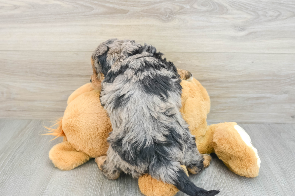 Mini Aussiedoodle Puppy for Adoption