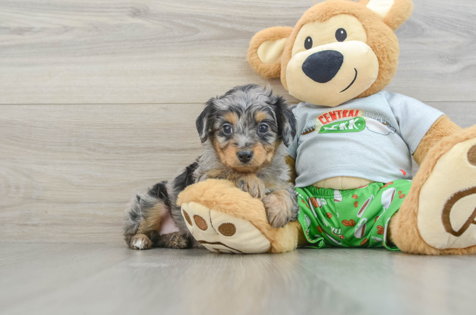 6 week old Mini Aussiedoodle Puppy For Sale - Puppy Love PR