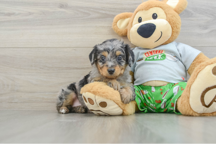 Meet Jules - our Mini Aussiedoodle Puppy Photo 1/3 - Puppy Love PR Energetic Aussie Poo Poodle Mix Puppy