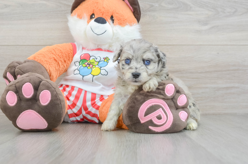 6 week old Mini Aussiedoodle Puppy For Sale - Puppy Love PR