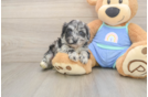 Best Mini Aussiedoodle Baby