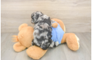 Smart Mini Aussiedoodle Poodle Mix Pup