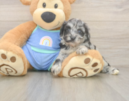 8 week old Mini Aussiedoodle Puppy For Sale - Puppy Love PR