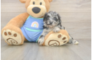 Mini Aussiedoodle Pup Being Cute