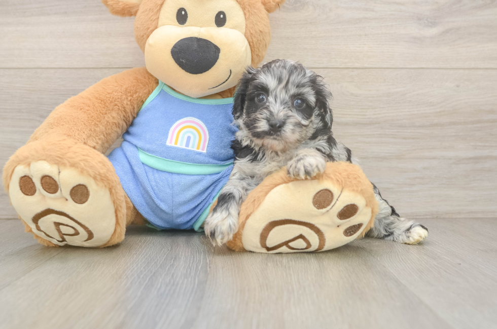 5 week old Mini Aussiedoodle Puppy For Sale - Puppy Love PR