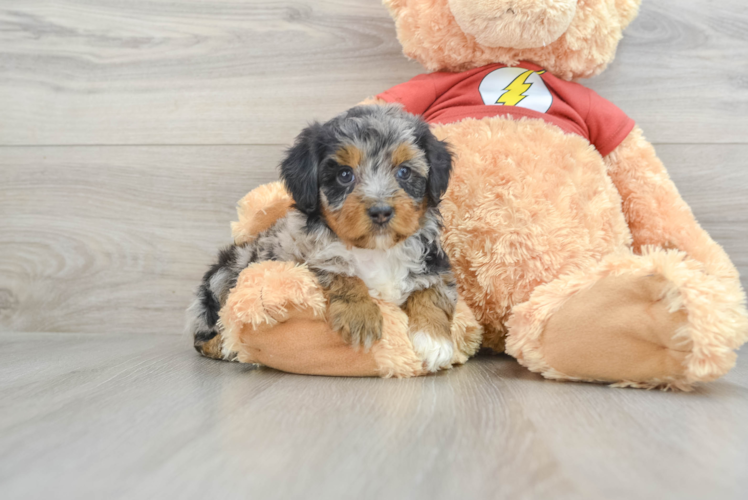 Mini Aussiedoodle Puppy for Adoption