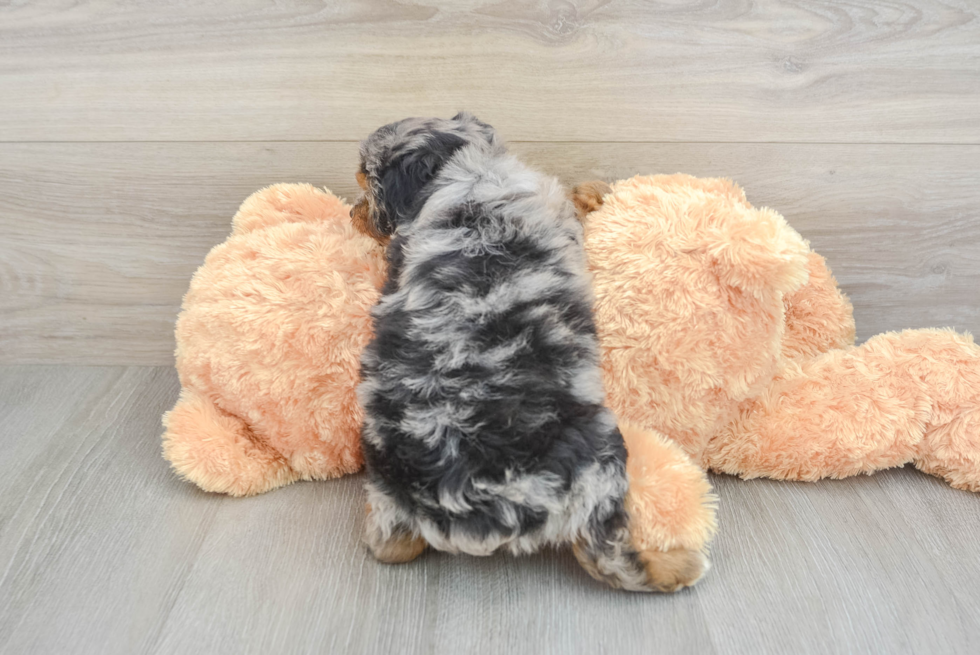 Happy Mini Aussiedoodle Baby