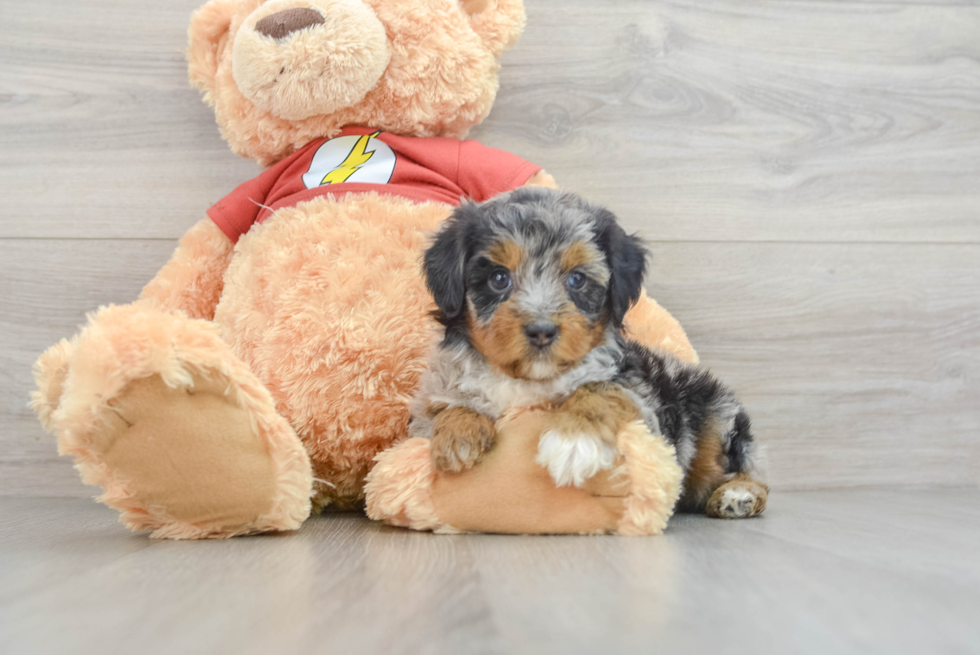 Mini Aussiedoodle Puppy for Adoption