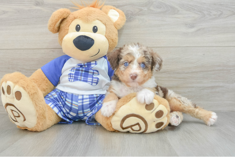 Best Mini Aussiedoodle Baby