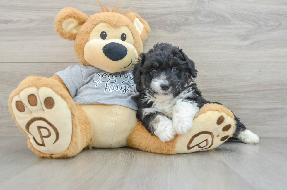 6 week old Mini Aussiedoodle Puppy For Sale - Puppy Love PR