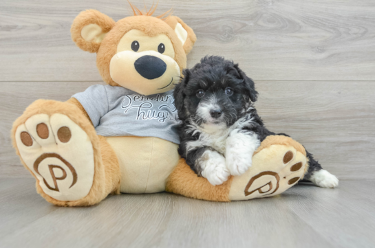 Adorable Mini Australian Shepherd X Poodle Mix Poodle Mix Puppy