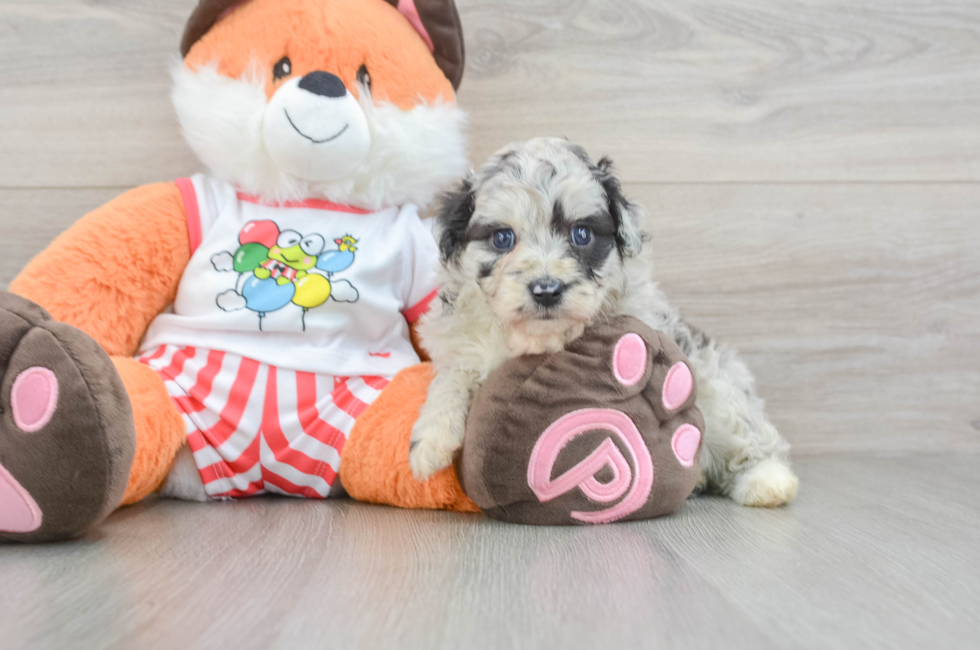 6 week old Mini Aussiedoodle Puppy For Sale - Puppy Love PR