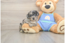 Sweet Mini Aussiedoodle Baby