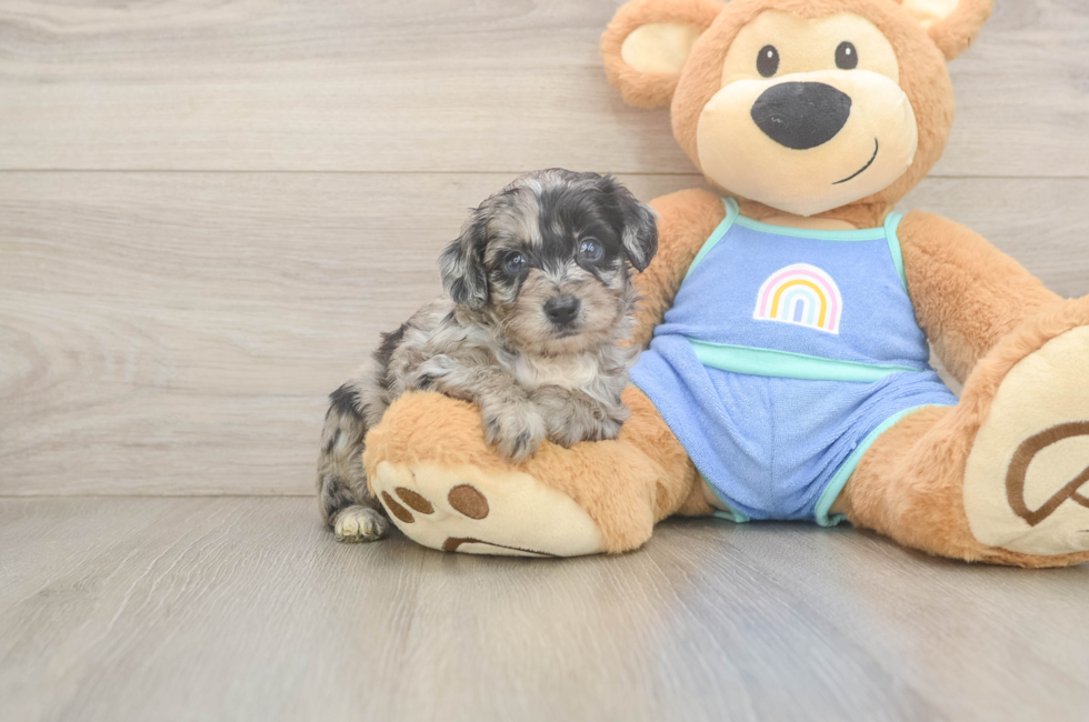 5 week old Mini Aussiedoodle Puppy For Sale - Puppy Love PR