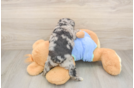 Sweet Mini Aussiedoodle Baby