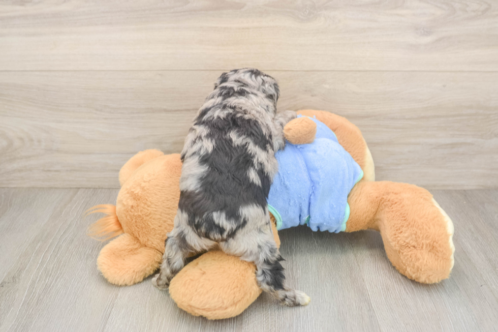 Sweet Mini Aussiedoodle Baby