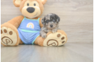Energetic Aussie Poo Poodle Mix Puppy