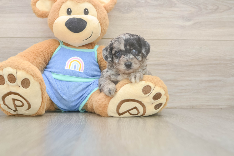 Energetic Aussie Poo Poodle Mix Puppy