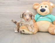 7 week old Mini Aussiedoodle Puppy For Sale - Puppy Love PR