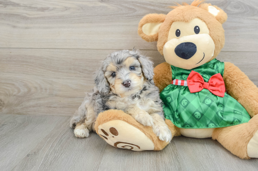 5 week old Mini Aussiedoodle Puppy For Sale - Puppy Love PR