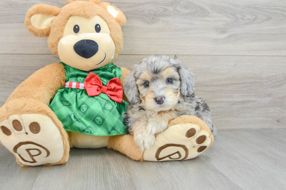 Mini Aussiedoodle Pup Being Cute