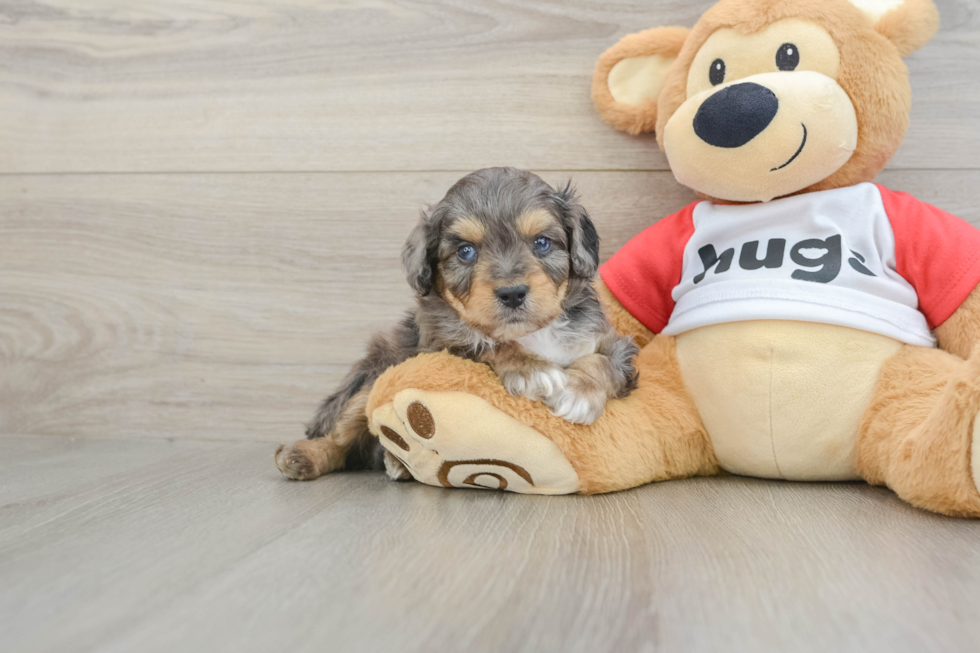 Sweet Mini Aussiedoodle Baby