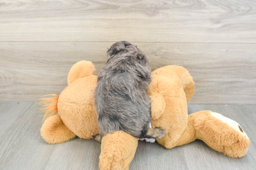 Mini Aussiedoodle Puppy for Adoption