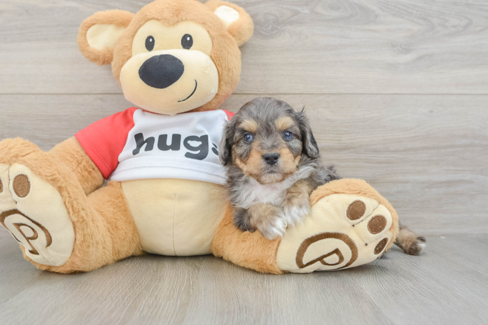 Popular Mini Aussiedoodle Poodle Mix Pup