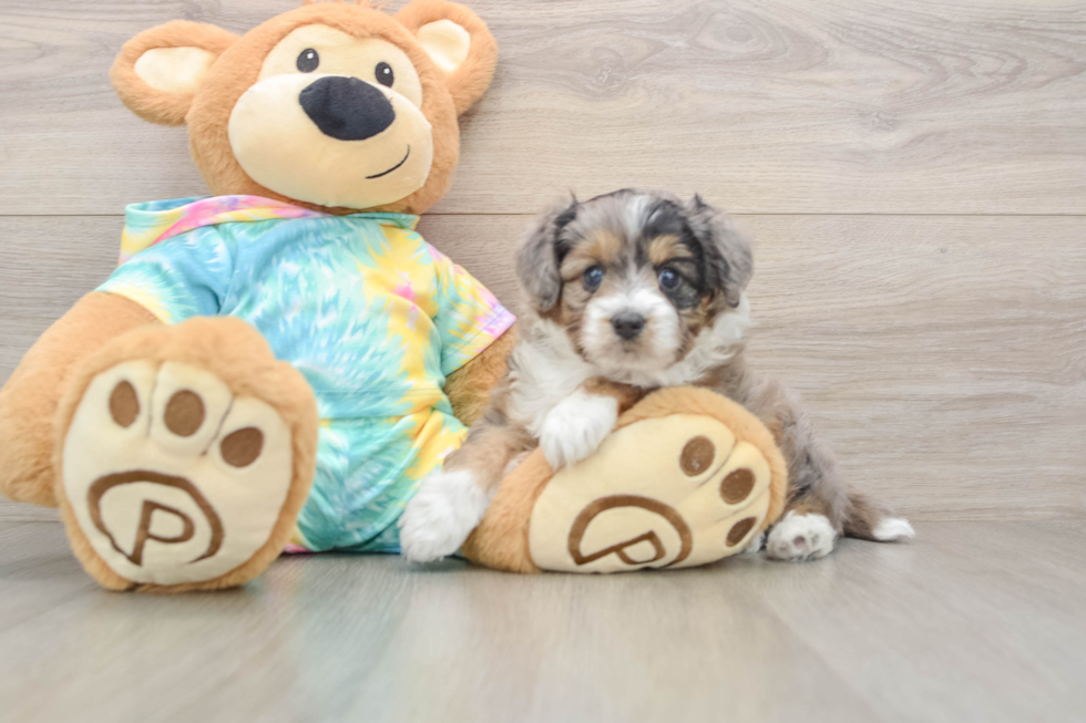 Small Mini Aussiedoodle Baby