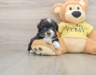 8 week old Mini Aussiedoodle Puppy For Sale - Puppy Love PR