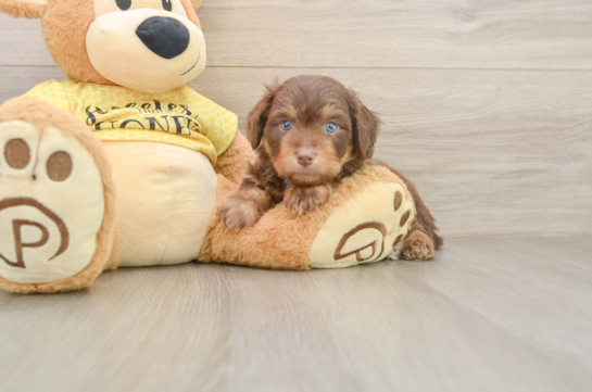 KABLUEY, a Mini Aussiedoodle littermate