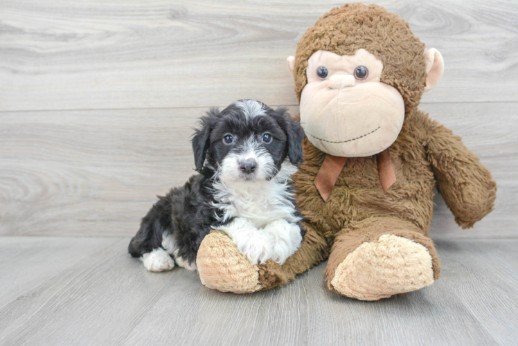 Mini Aussiedoodle Pup Being Cute