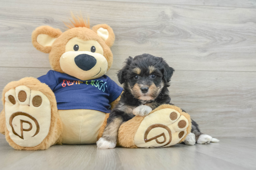 Mini Aussiedoodle Pup Being Cute