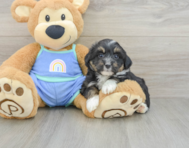 7 week old Mini Aussiedoodle Puppy For Sale - Puppy Love PR
