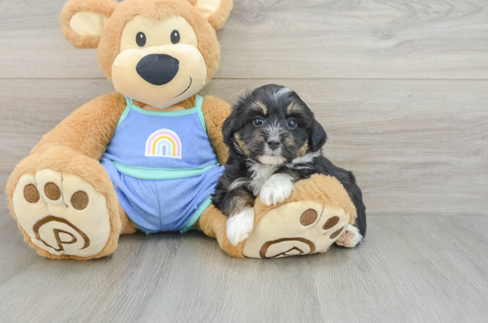 5 week old Mini Aussiedoodle Puppy For Sale - Puppy Love PR