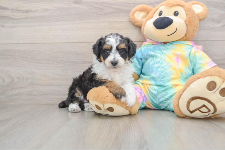 Best Mini Aussiedoodle Baby