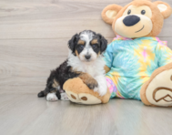 7 week old Mini Aussiedoodle Puppy For Sale - Puppy Love PR