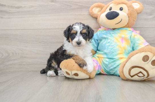 Best Mini Aussiedoodle Baby